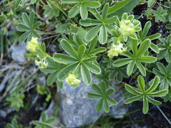 Alchemilla alpigena
