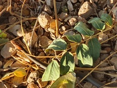 Demansia quaesitor