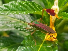 Anisoscelis scutellaris