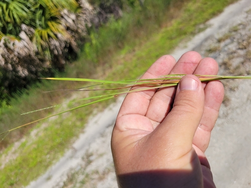 Image of Slender Crabgrass (Digitaria filiformis) by (c) Jay Horn, some rights reserved (CC BY)
