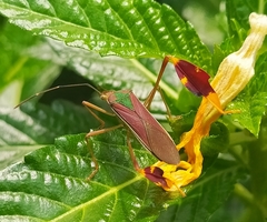 Anisoscelis scutellaris