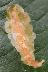 Agromyza vockerothi