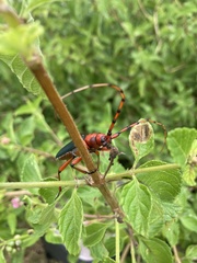 Stenaspis verticalis insignis