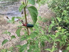 Stenaspis verticalis insignis