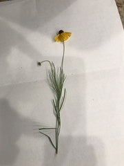 Helenium amarum badium