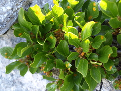Salix waldsteiniana
