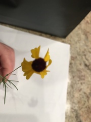 Helenium amarum badium