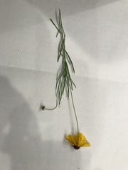 Helenium amarum badium