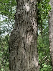Carya × demareei