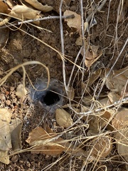 Calisoga longitarsis