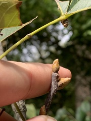 Carya × demareei