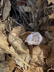 Calisoga longitarsis