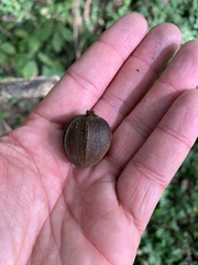 Carya × demareei
