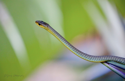 Common Tree Snake sighting