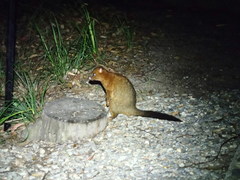 Trichosurus johnstonii