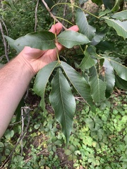Carya × demareei