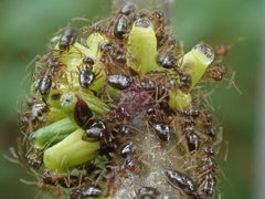 Callirhytis quercusgemmaria