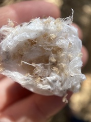 Calisoga longitarsis