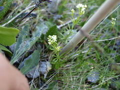 Galium anisophyllon