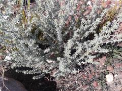 Aspalathus pedunculata