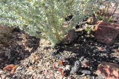 Aspalathus pedunculata