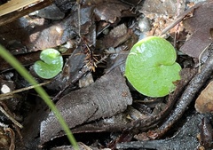 Corybas recurvus