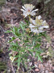 Petrophile diversifolia