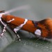 Suzuki's Promalactis Moth - Photo (c) Ramóna Molnár, some rights reserved (CC BY-NC)