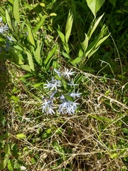 Amsonia tabernaemontana
