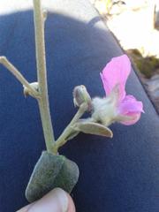 Podalyria burchellii