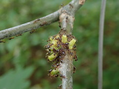 Callirhytis quercusgemmaria
