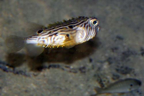 Striped Burrfish