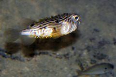 Striped Burrfish photo 4