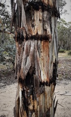 Eucalyptus rubida