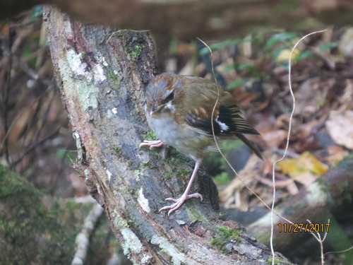 Heteromyias cinereifrons
