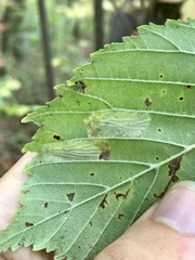 Phyllonorycter argentinotella