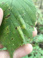 Phyllonorycter argentinotella