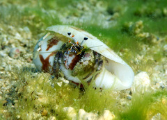 Dardanus scutellatus image