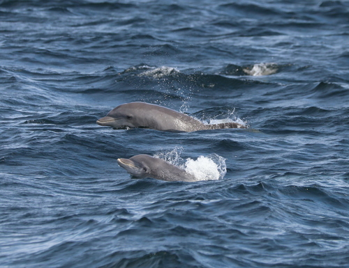 Tamanend's Bottlenose Dolphin photographed in New York