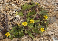 Erythranthe geniculata