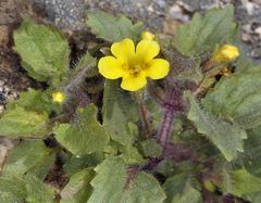 Erythranthe geniculata