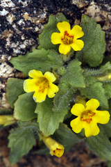 Erythranthe geniculata