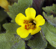 Erythranthe geniculata