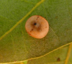 Paracraspis guadaloupensis