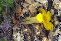 Erythranthe geniculata