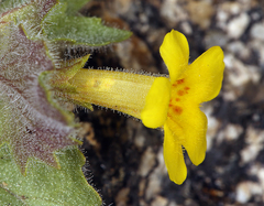 Erythranthe geniculata