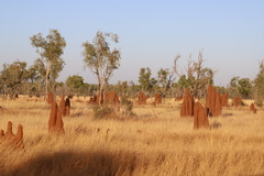 Nasutitermes triodiae