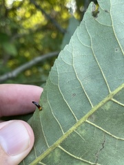 Caryomyia subulata