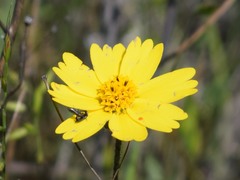 Layia gaillardioides