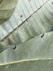 Caryomyia subulata